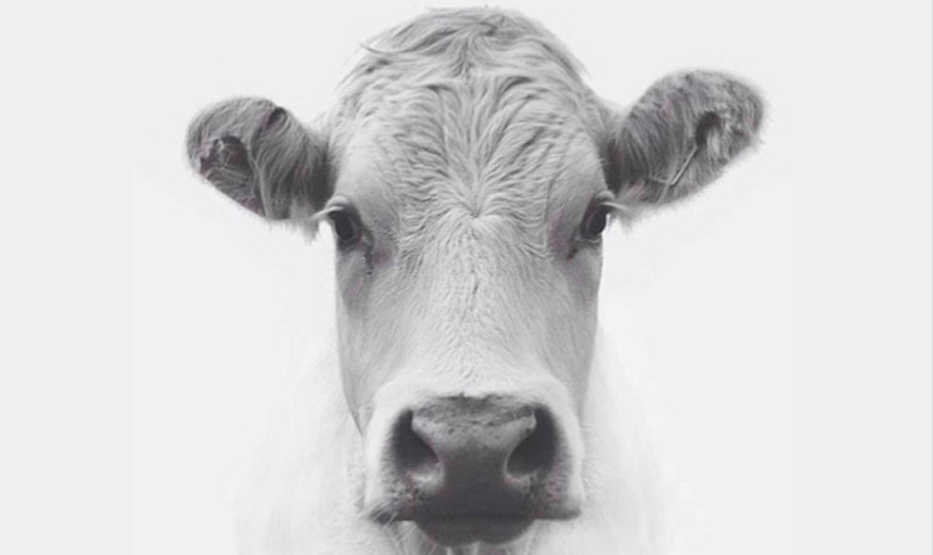 OBE_newsletter_juin_3 tête de vache, plus de lait!